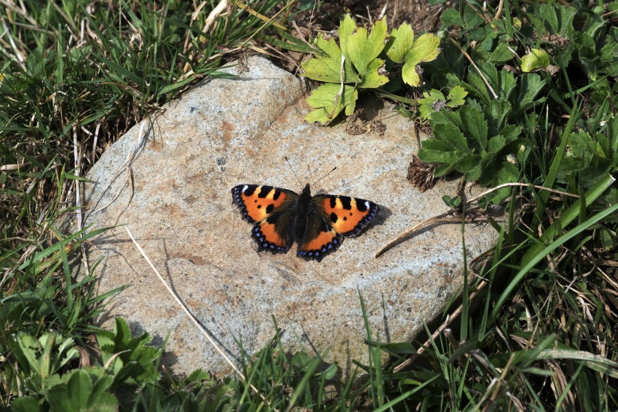 Aglais urticae - Small tortoiseshell 01