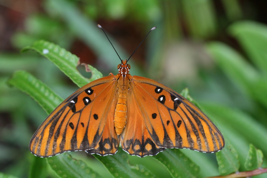 Agraulis vanillae butterfly from above