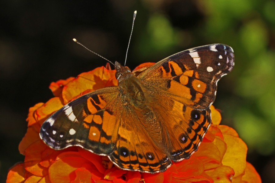 American Lady - Vanessa virginensis, Meadowwood Farm SRMA, Mason Neck, Virginia