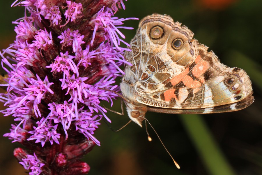 American Lady - Vanessa virginiensis, Meadowood Farm SRMA, Mason Neck, Virginia - 28375538665