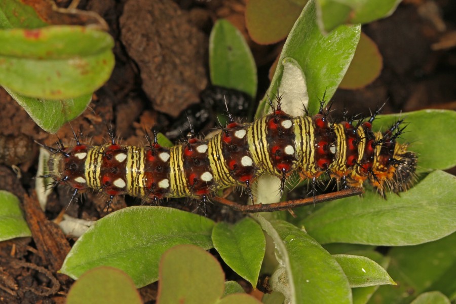 American Lady caterpillar - Vanessa virginiensis, Jones Preserve, Washington, Virginia - 19223798474