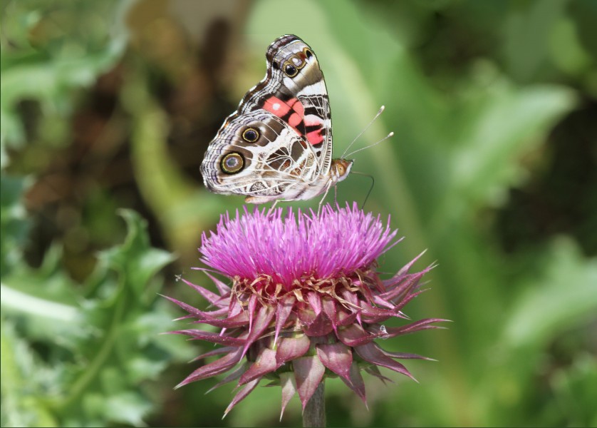American Painted Lady (22715766522)