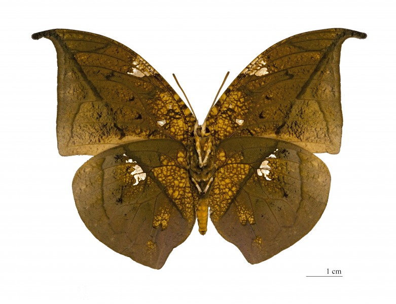Anaea archidona (Male)