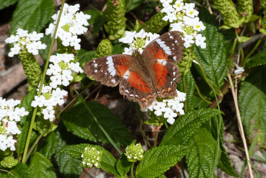 Anartia amathea1