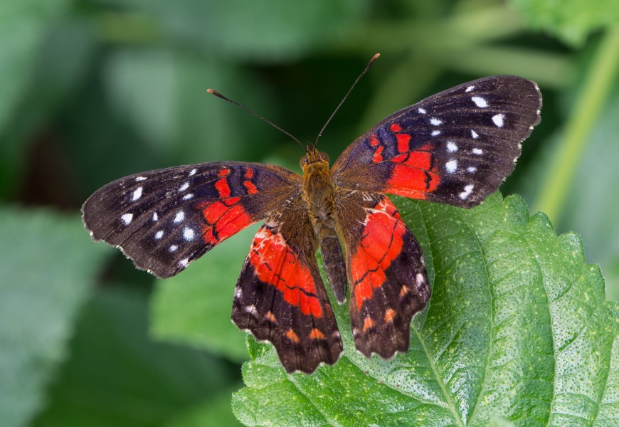 Anartia amathea 01 2014