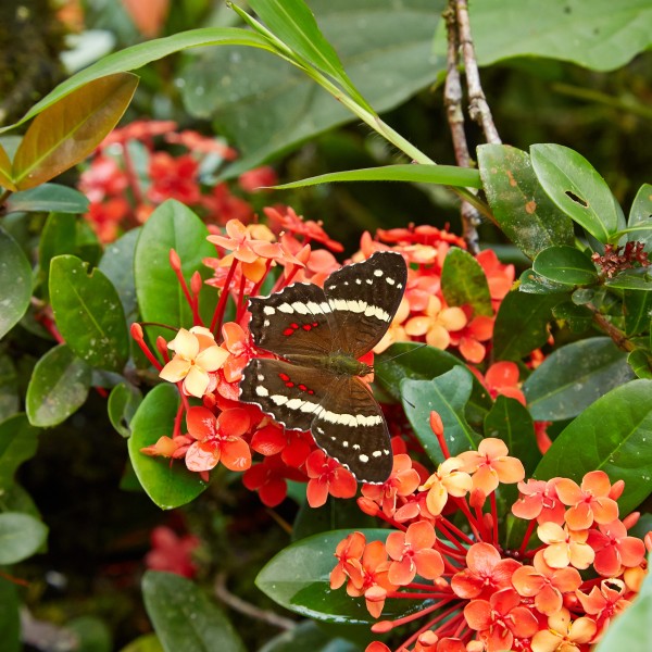 Anartia fatima-IMG 0713