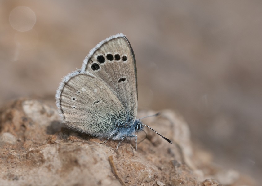 Anatolian Black-eyed Blue - Glaucopsyche astraea 02