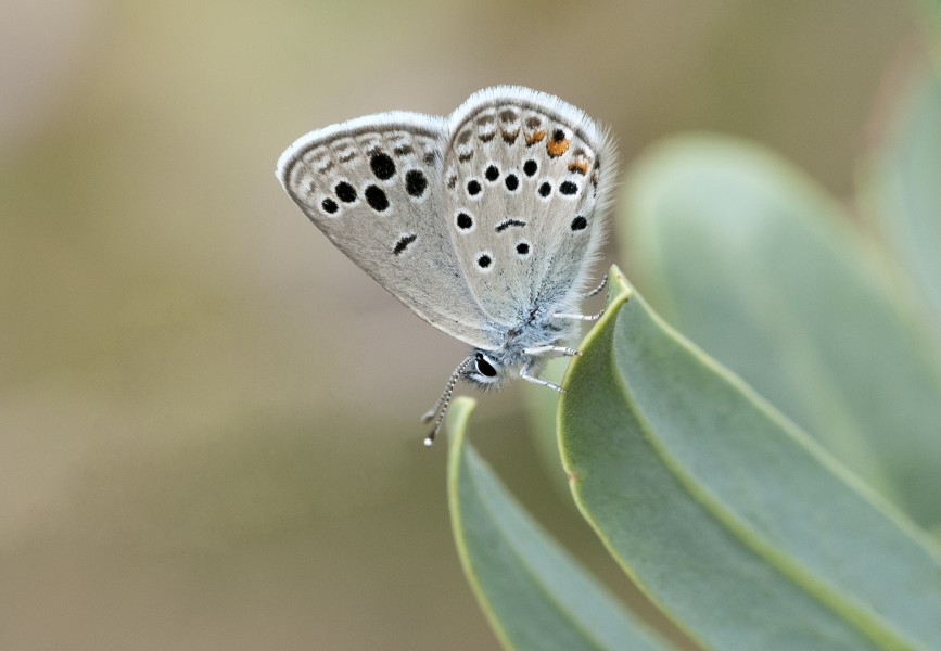 Anatolian Odd-spot Blue - Turanana panagaea 03