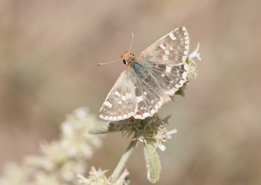 Anatolian Skipper - Muschampia proteides