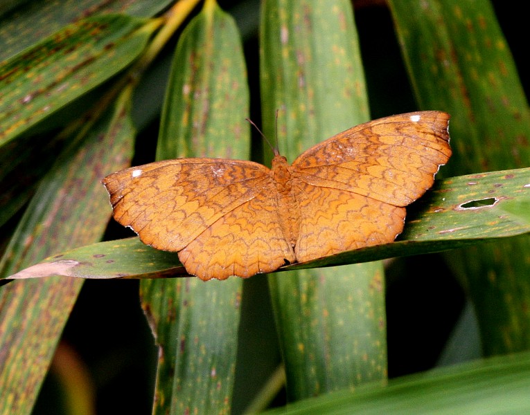 Angled Castor Ariadne ariadne by Dr. Raju Kasambe IMG 9587 (2)