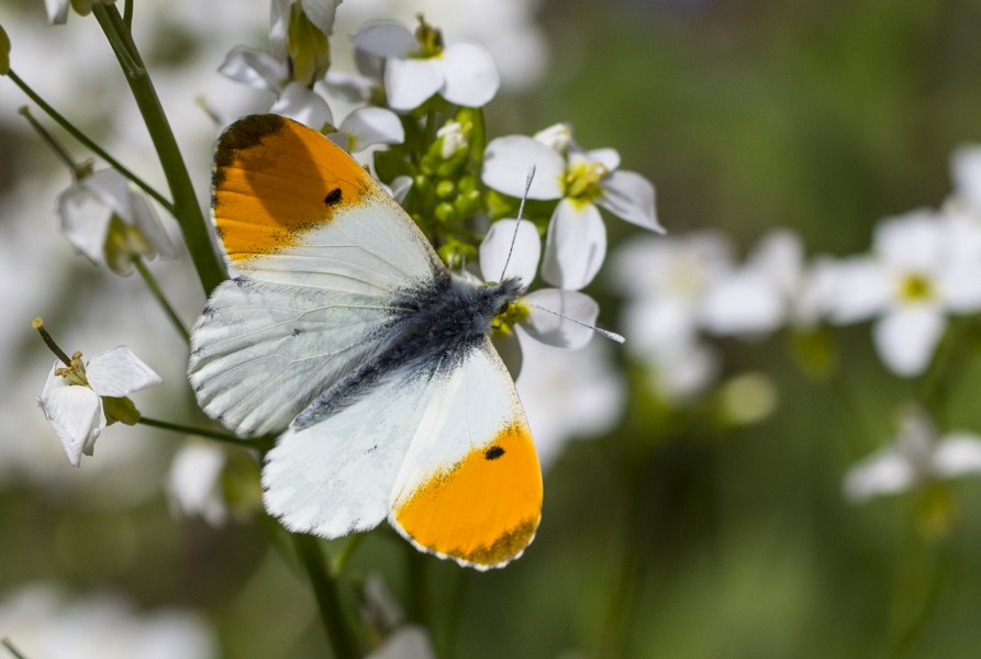 Anthocharis cardamines - Turuncu süslü 12