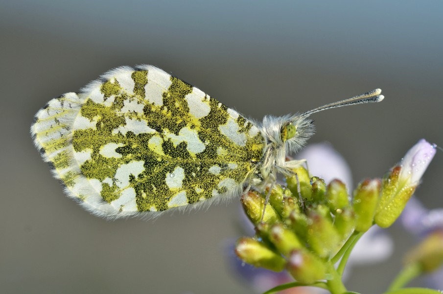 Anthocharis cardamines female (5709795278)