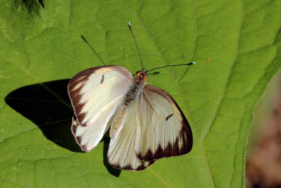 Antillean great white (Ascia monuste eubotea) female