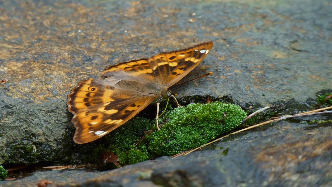 Apatura ilia f. clytie