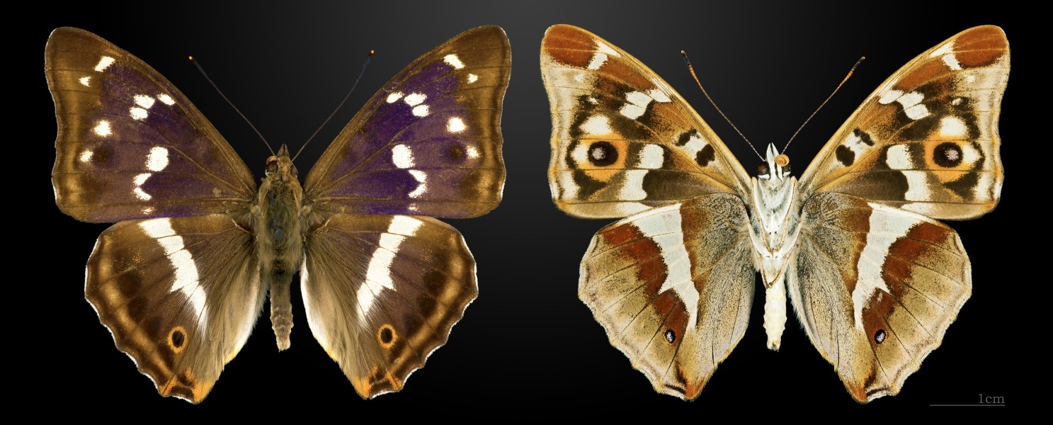Apatura iris MHNT CUT 2013 3 18 Compiegne