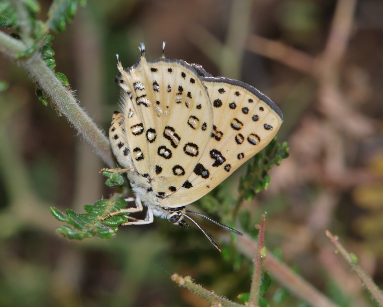 Apharitis cilissa 1