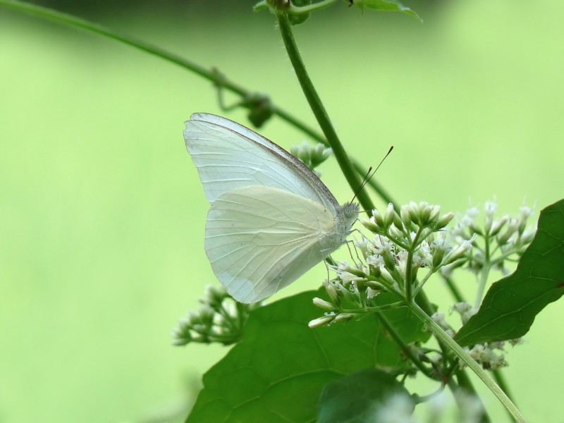 Appias albina at Kadavoor