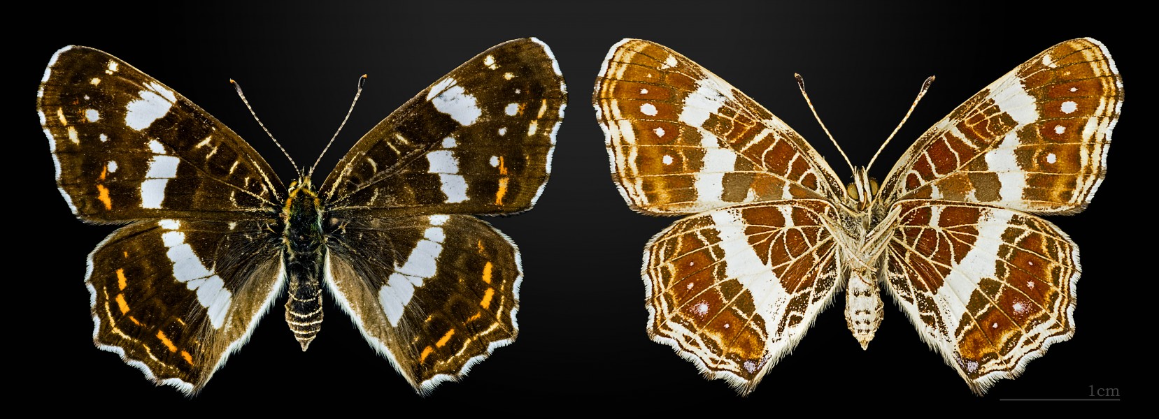 Araschnia levana MHNT CUT 2013 3 15 Forme estivale Compiegne 