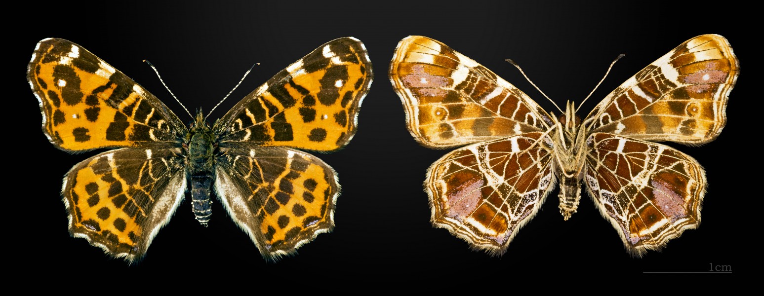 Araschnia levana MHNT CUT 2013 3 15 Forme printanière Toulouse