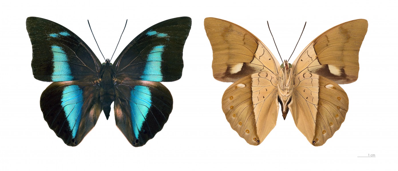 Archaeoprepona amphimachus MHNT
