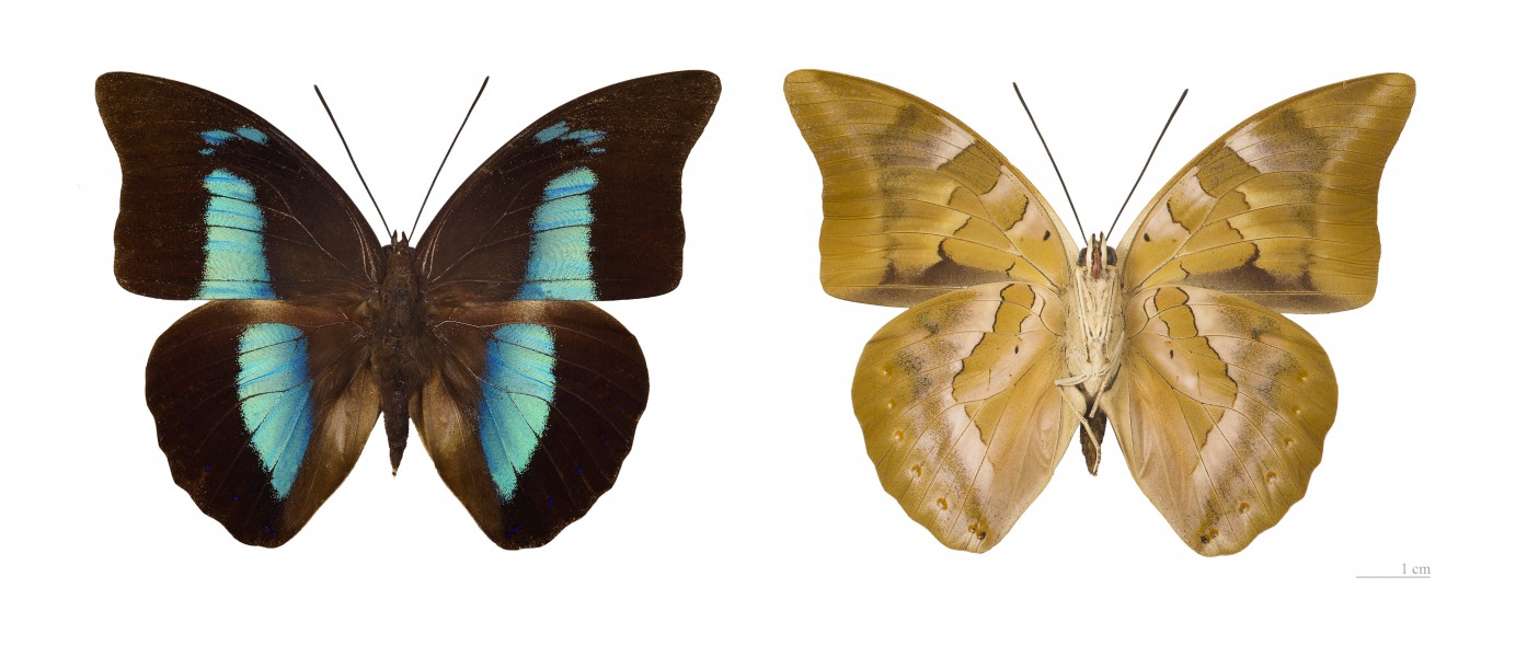 Archaeoprepona demophon demophon MHNT