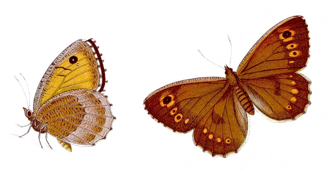 Arethusana arethusa - Rotbindiger Samtfalter
