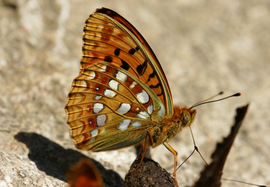 Argynnis-adippe-01