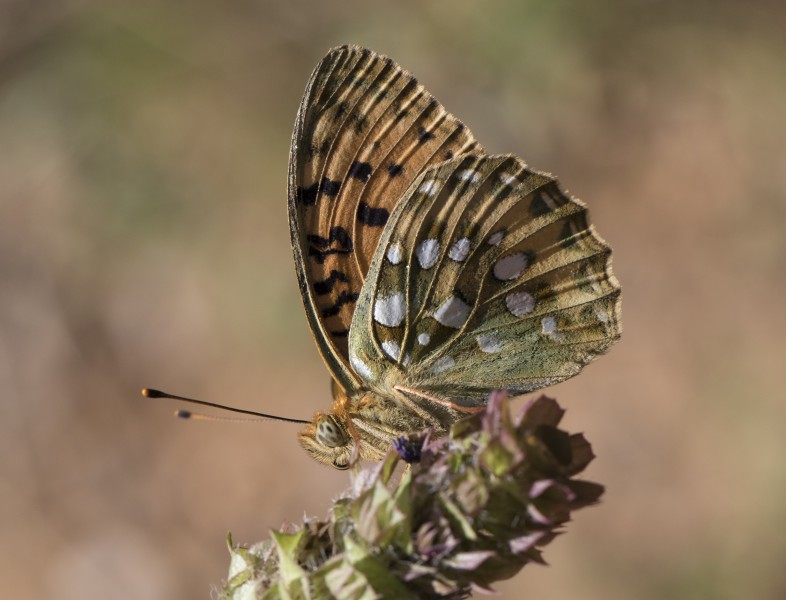 Argynnis aglaja - Güzel inci 08