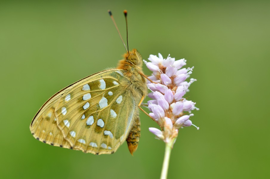 Argynnis aglaja (5902903166)