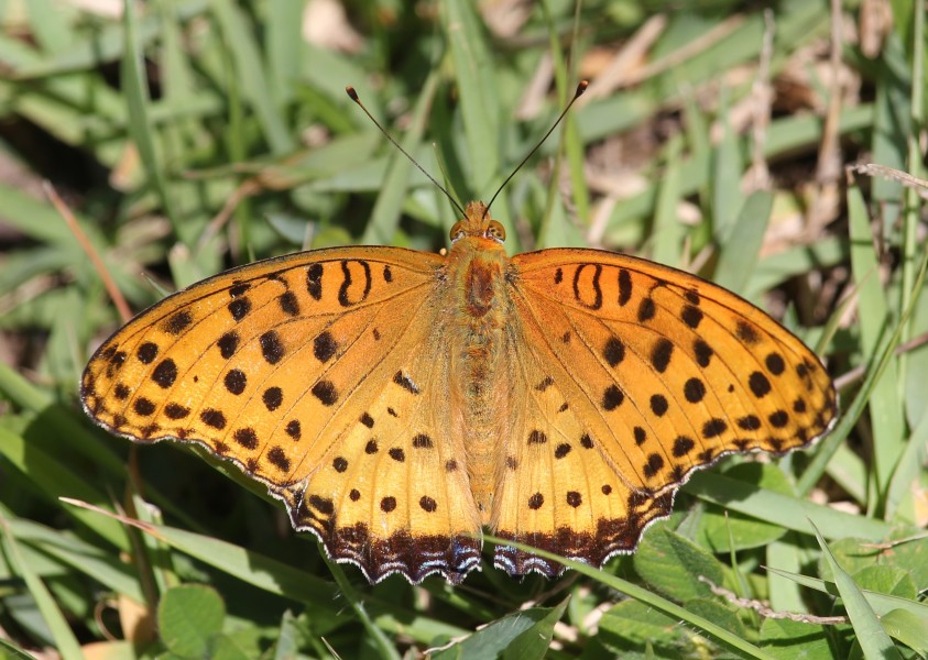 Argynnis hyperbius (male)