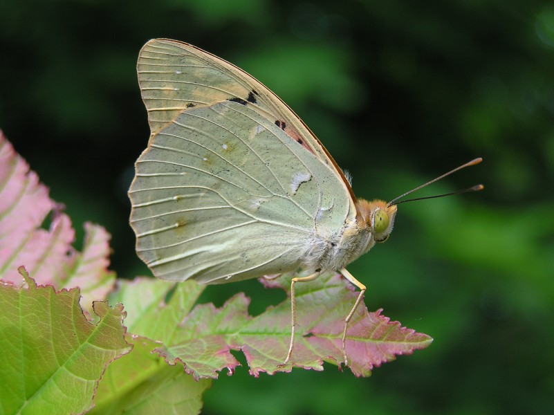 Argynnis pandora (male)