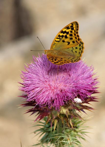 Argynnis pandora LC0052