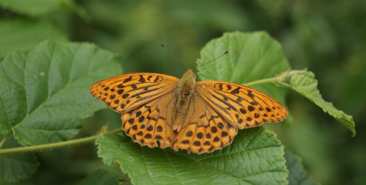 Argynnis paphia-086