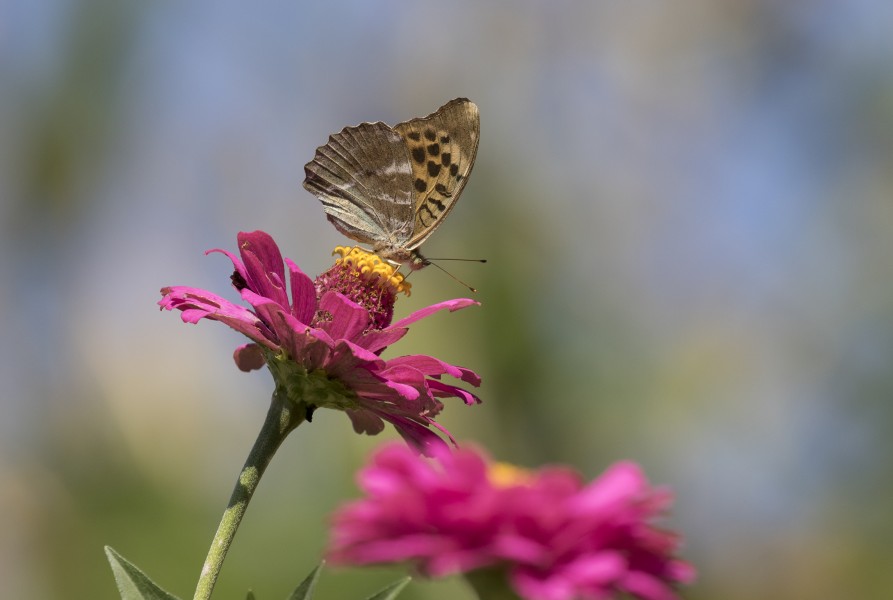 Argynnis paphia - Silver-washed Fritillary - Cengaver 16