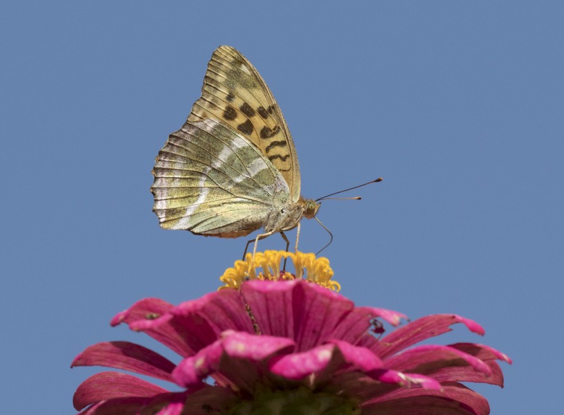 Argynnis paphia - Silver-washed Fritillary 04