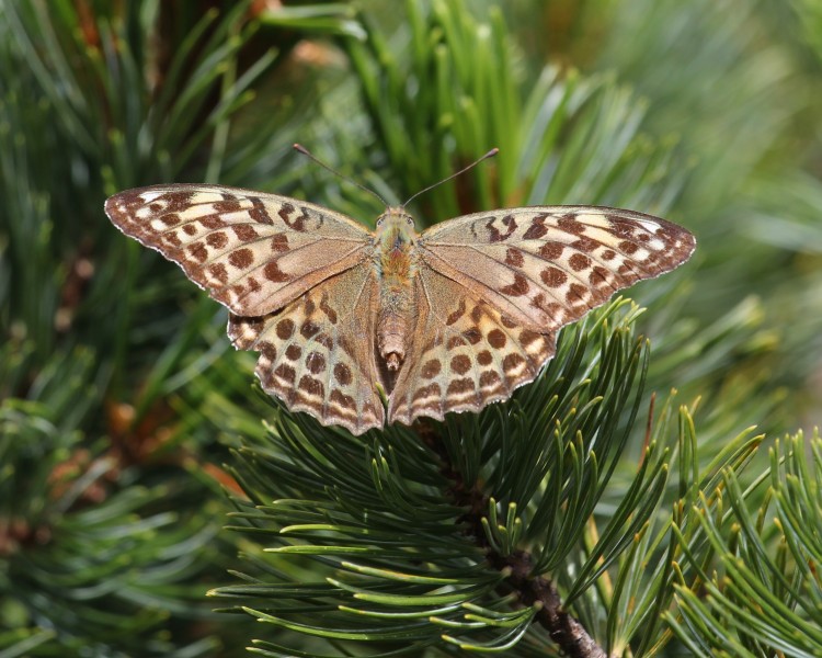 Argynnis paphia (on Pinus pumila)