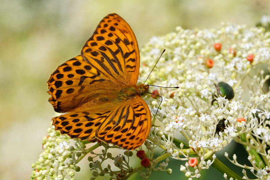 Argynnis paphia formosicola dorsal view 20150622