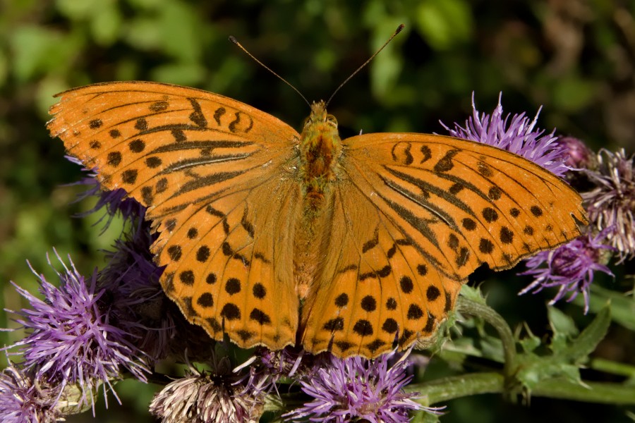 Argynnis-paphia-JR-E-2295-2018-07-15