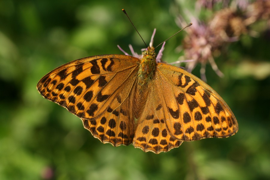 Argynnis paphia Lill-Jansskogen 4