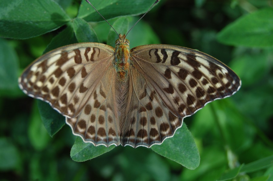 Argynnis paphia Roederhof