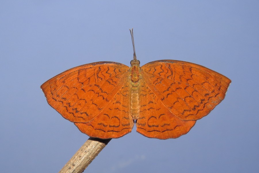 Ariadne ariadne Linnaeus, 1763 – Angled Castor Life Cycle at Peravoor (13)