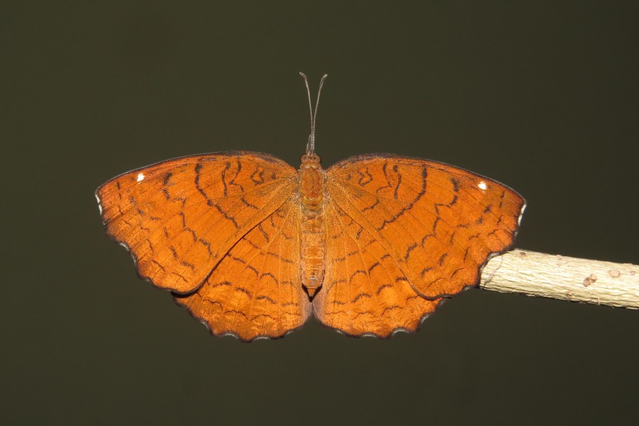 Ariadne ariadne Linnaeus, 1763 – Angled Castor Life Cycle at Peravoor (26)