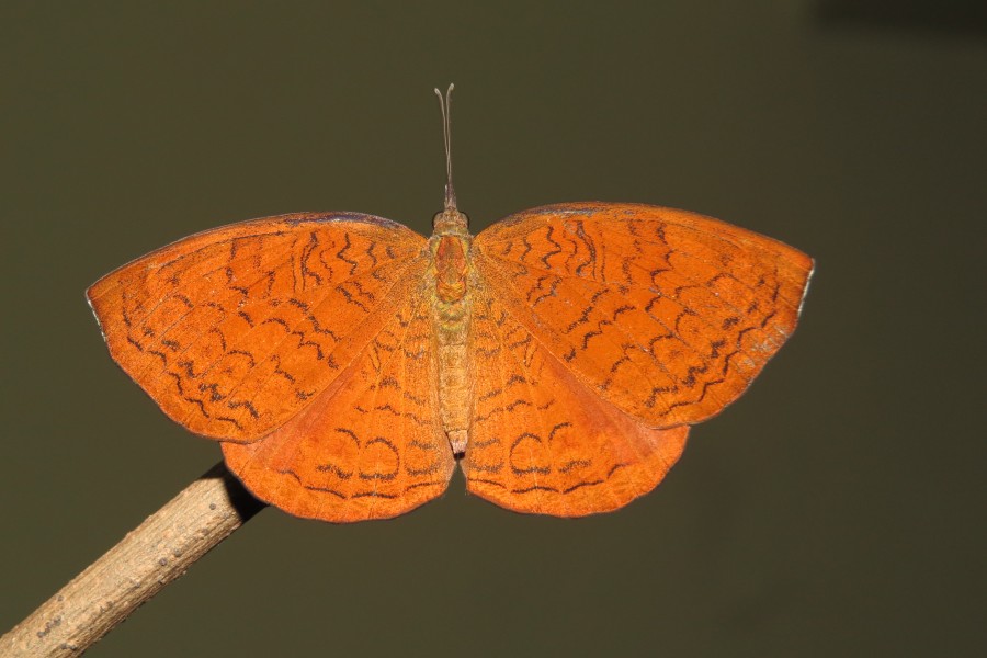 Ariadne ariadne Linnaeus, 1763 – Angled Castor Life Cycle at Peravoor (2)
