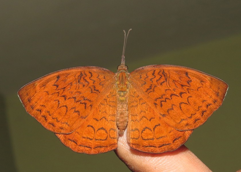 Ariadne merione - Common Castor 10
