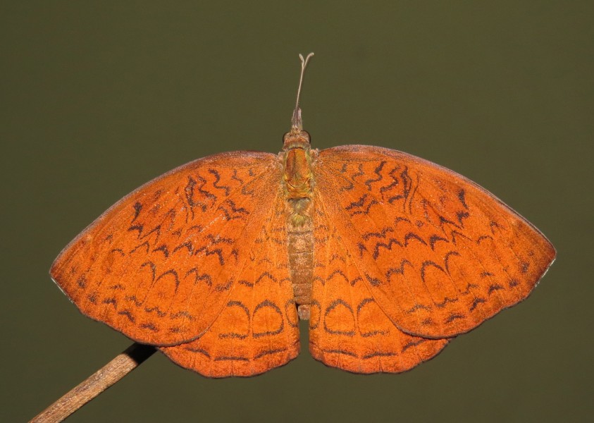 Ariadne merione - Common Castor 20