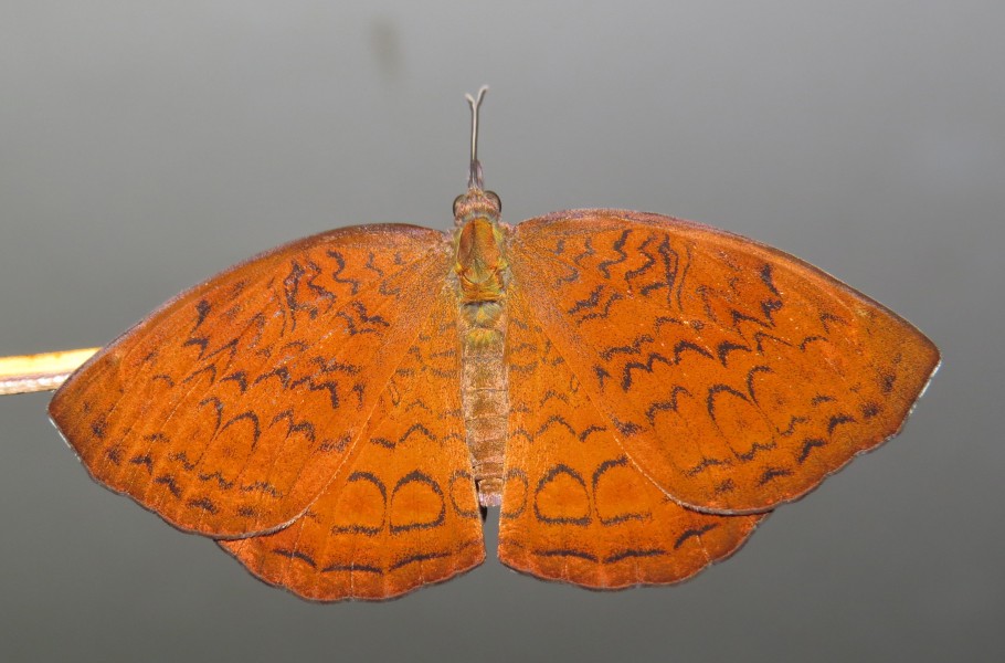 Ariadne merione - Common Castor 26