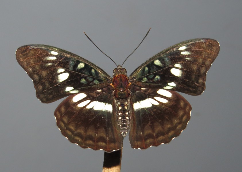 Athyma ranga - Blackvein Sergeant 27