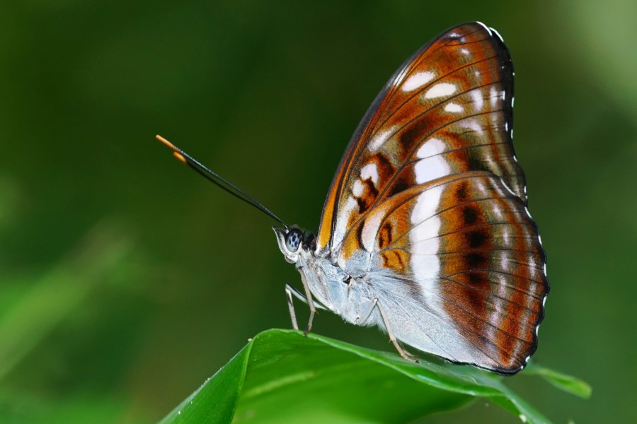 Athyma selenophora laela male ventral view 20140712