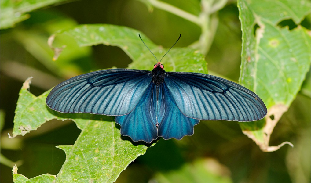 Atrophaneura varuna GaroHills Meghalaya