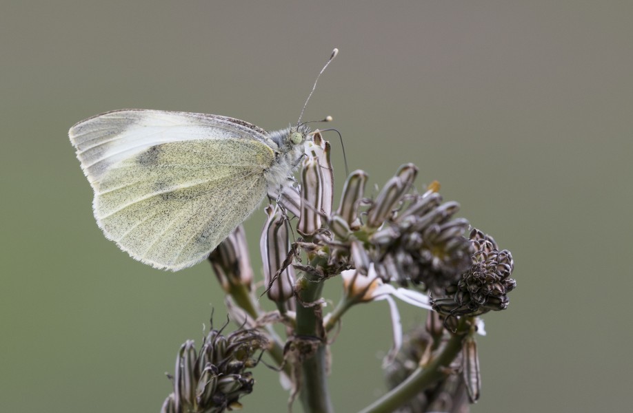 Büyük beyazmelek - Pieris brassicae
